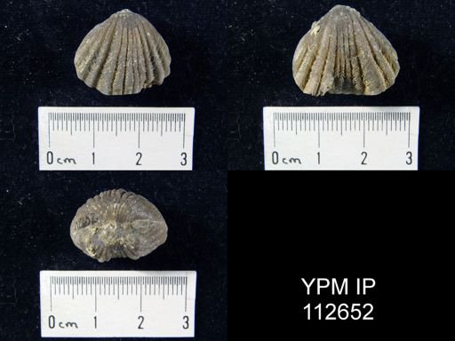 Rhynchotrema capax