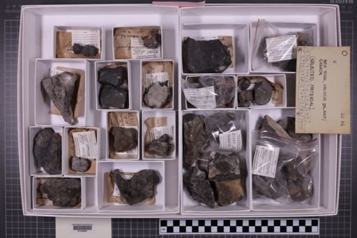 mixed taxa, stratigraphic collection
