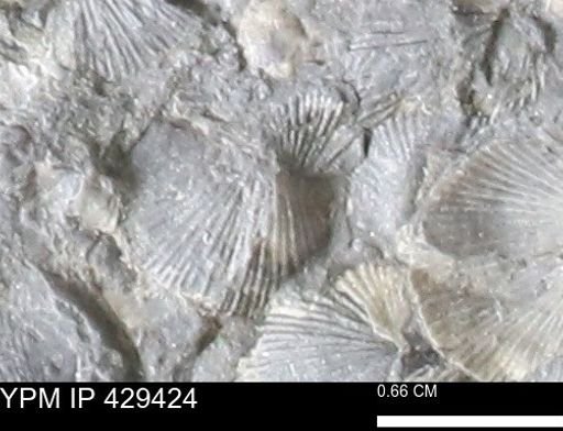 Devonochonetes scitulus