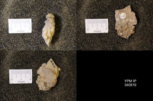 Scaphites sp.
