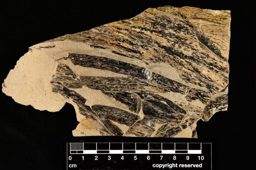 Taeniocrada dubia