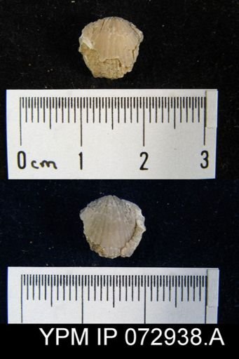 Atrypa tennesseensis