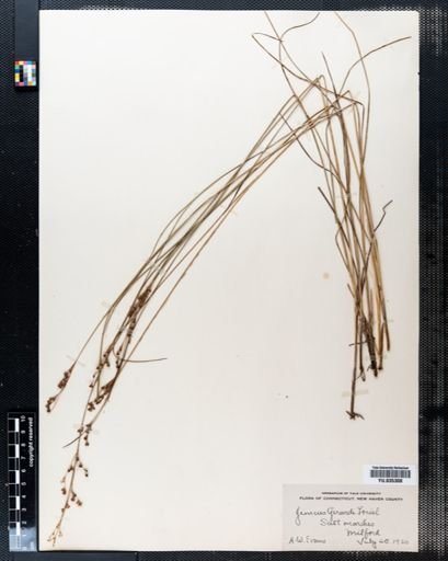 Juncus