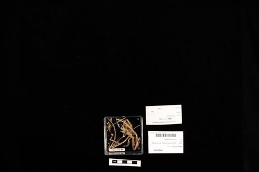 Polychrus