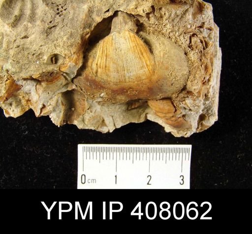 Meristella lata