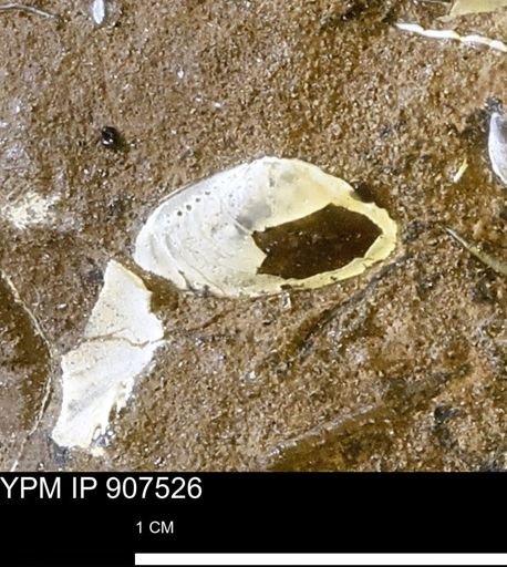 undet. Bivalvia