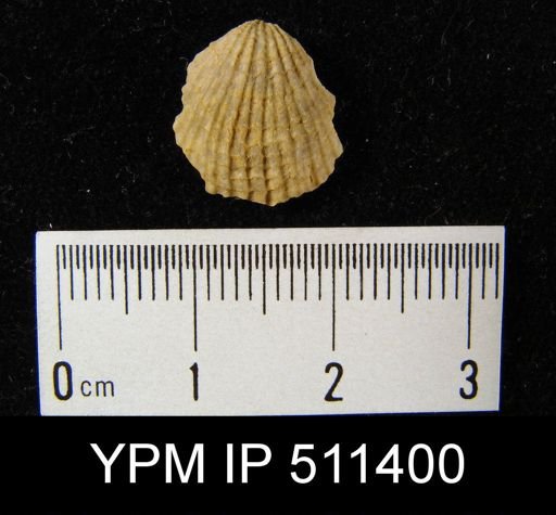 undet. Atrypida