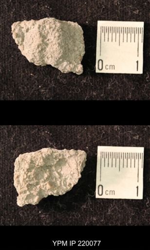 Chonetina flemingi alata
