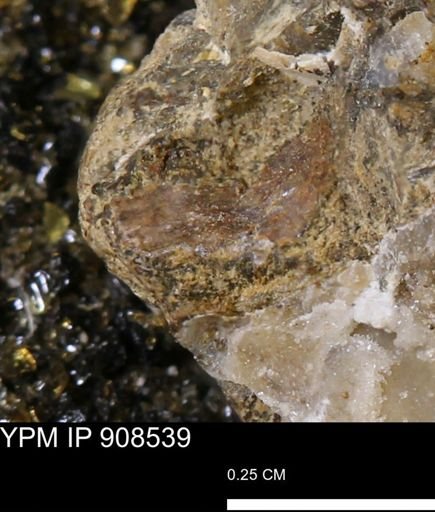 undet. Mollusca