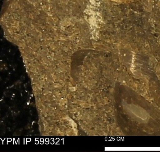 Protocardia subquadrata