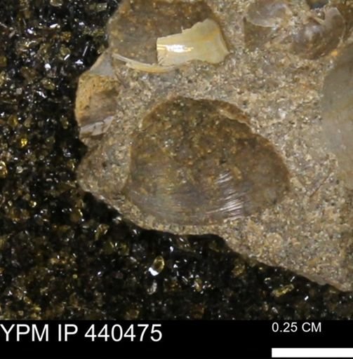 Protocardia subquadrata