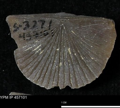 Stropheodonta sp.