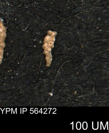 Verneuilina canadensis