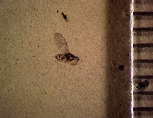 undet. Diptera