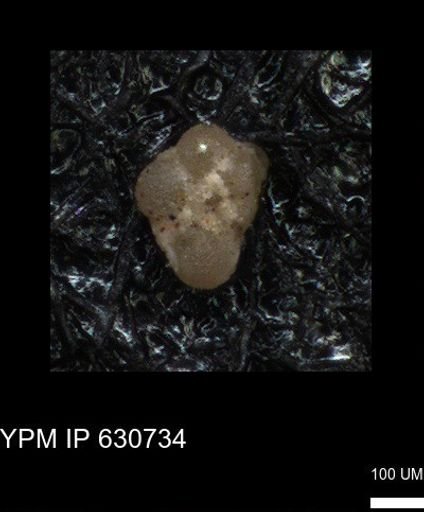 undet. Rugoglobigerinidae