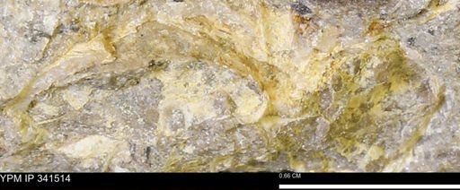 Scaphites sp.