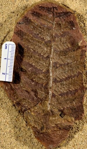 Pecopteris