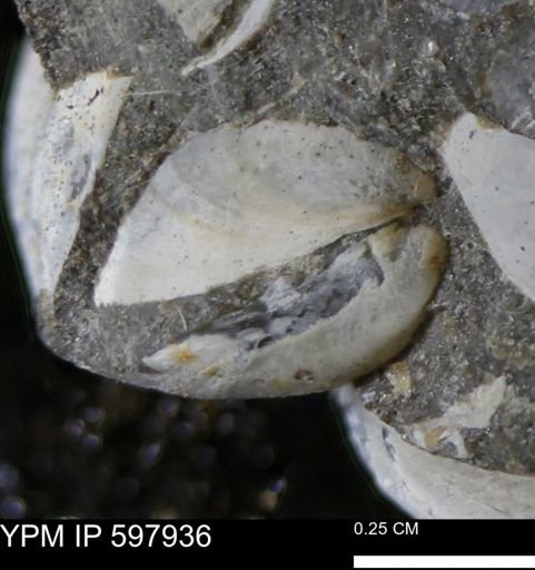 Limopsis striatopunctatus