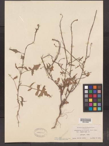 Sisymbrium officinale var. leiocarpum