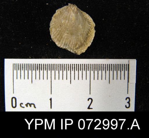 Atrypa tennesseensis
