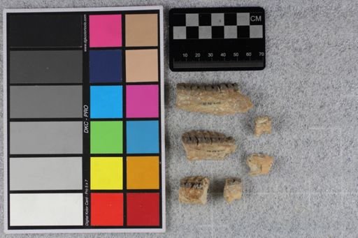 Mesohippus