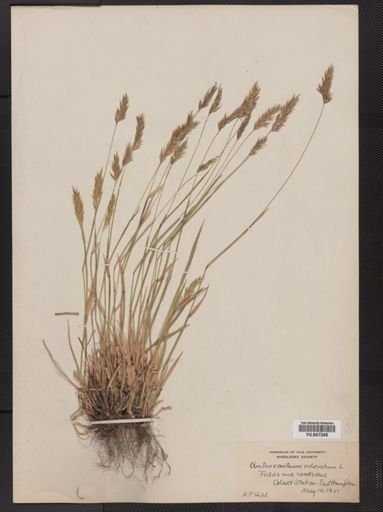 Anthoxanthum odoratum