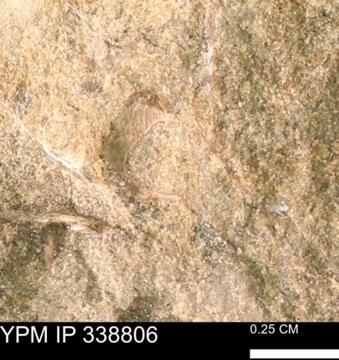 undet. Mollusca