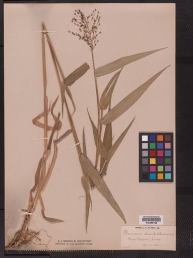 Panicum clandestinum