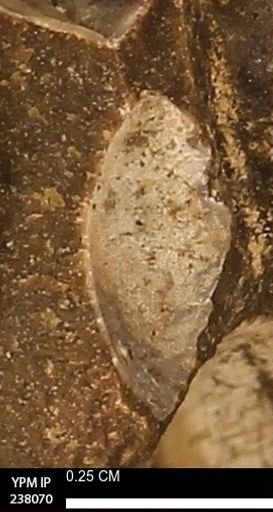 Protocardia subquadrata