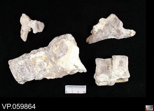 undet. Ichthyodectidae