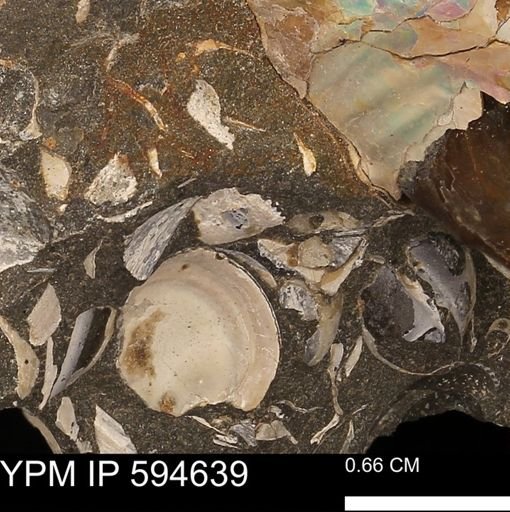 Protocardia sp.