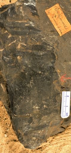Calamites sp.