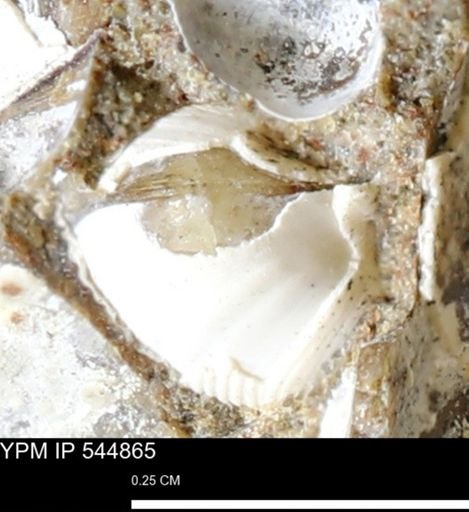 Corbulamella gregaria