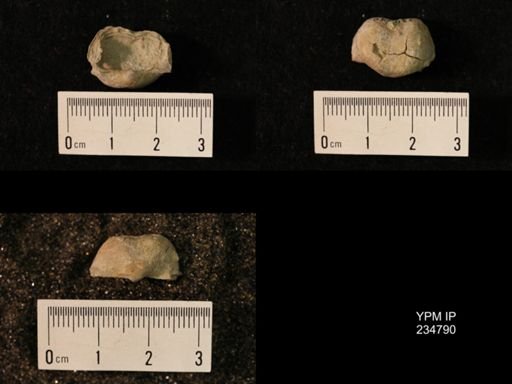 Marginifera splendens