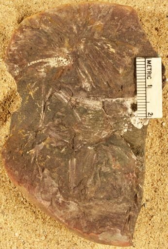 Annularia