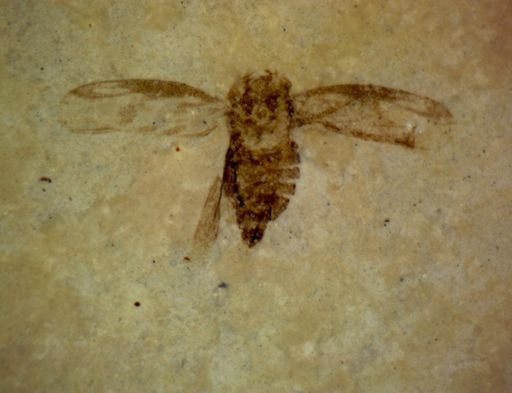 undet. Heteroptera