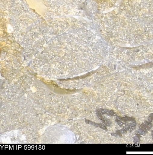 Batostomella?