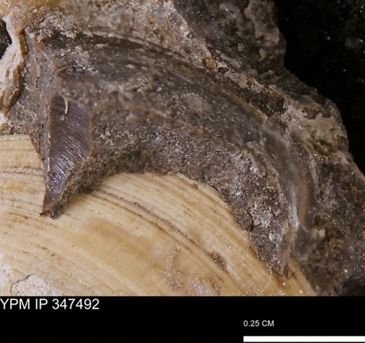 undet. Bivalvia