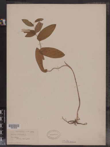 Uvularia perfoliata