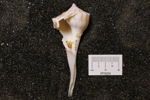Sinistrofulgur perversum