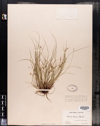 Carex emmonsii
