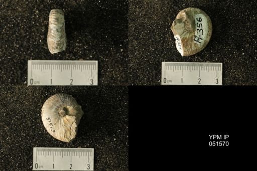 Hoploscaphites nicolletii
