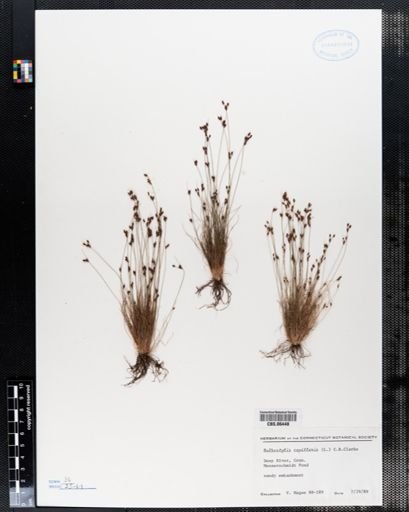Bulbostylis capillaris