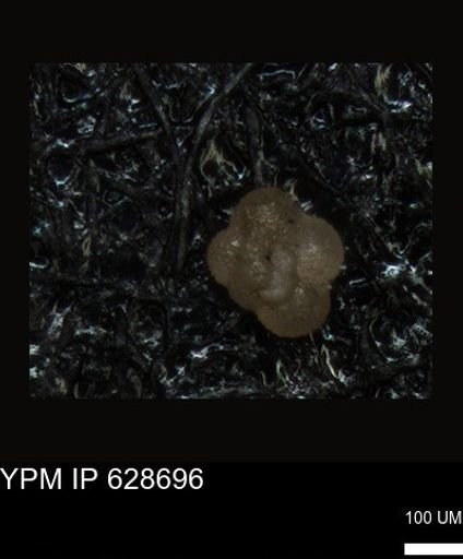 undet. Foraminiferida