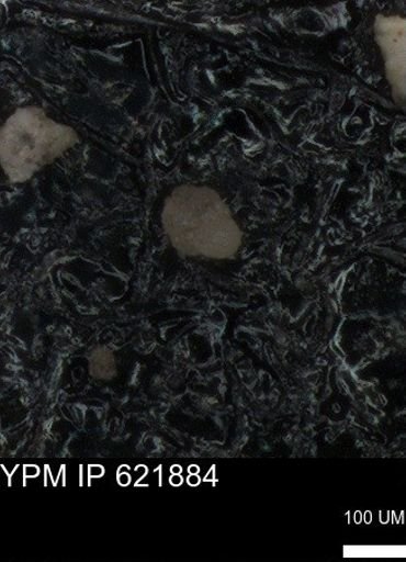 undet. Foraminiferida