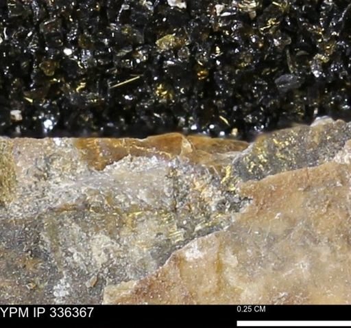 undet. Mollusca