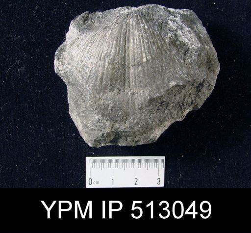 Spirifer striatus