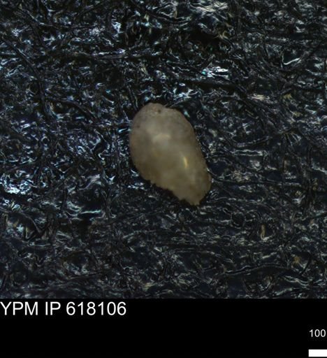undet. Ostracoda