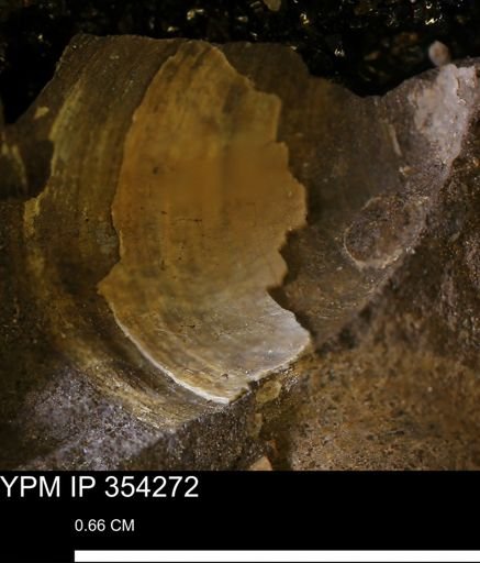 undet. Bivalvia