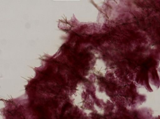 Antho (Acarnia) sp.